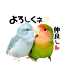 小桜インコラッキー＆マメルリハそらお正月（個別スタンプ：3）
