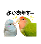 小桜インコラッキー＆マメルリハそらお正月（個別スタンプ：4）