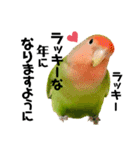 小桜インコラッキー＆マメルリハそらお正月（個別スタンプ：5）