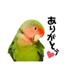 小桜インコラッキー＆マメルリハそらお正月（個別スタンプ：7）