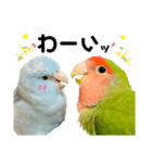 小桜インコラッキー＆マメルリハそらお正月（個別スタンプ：8）