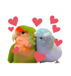 小桜インコラッキー＆マメルリハそらお正月（個別スタンプ：9）