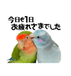 小桜インコラッキー＆マメルリハそらお正月（個別スタンプ：10）
