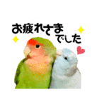 小桜インコラッキー＆マメルリハそらお正月（個別スタンプ：11）