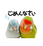 小桜インコラッキー＆マメルリハそらお正月（個別スタンプ：12）