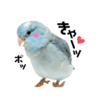 小桜インコラッキー＆マメルリハそらお正月（個別スタンプ：13）