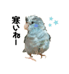 小桜インコラッキー＆マメルリハそらお正月（個別スタンプ：14）