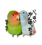 小桜インコラッキー＆マメルリハそらお正月（個別スタンプ：16）