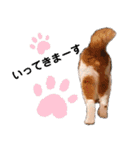 猫のフィグ（個別スタンプ：1）