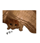 猫のフィグ（個別スタンプ：3）