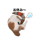 猫のフィグ（個別スタンプ：5）