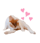 猫のフィグ（個別スタンプ：6）