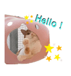 猫のフィグ（個別スタンプ：7）