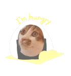 猫のフィグ（個別スタンプ：8）