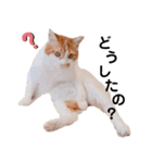 猫のフィグ（個別スタンプ：10）