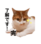 猫のフィグ（個別スタンプ：11）