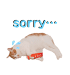 猫のフィグ（個別スタンプ：12）