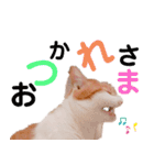 猫のフィグ（個別スタンプ：14）