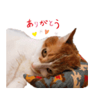 猫のフィグ（個別スタンプ：15）