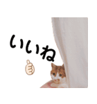 猫のフィグ（個別スタンプ：16）
