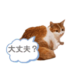 猫のフィグ（個別スタンプ：17）
