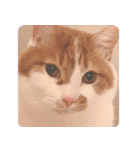 猫のフィグ（個別スタンプ：18）