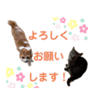 猫のフィグ（個別スタンプ：19）