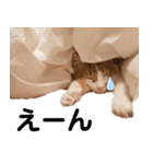 猫のフィグ（個別スタンプ：20）