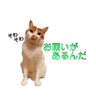 猫のフィグ（個別スタンプ：21）