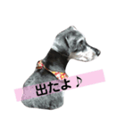 Mシュナのみこし♂②（個別スタンプ：7）