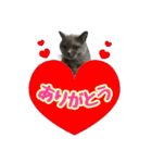 ブリティッシュショートヘア★ちび（個別スタンプ：1）