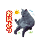 ブリティッシュショートヘア★ちび（個別スタンプ：4）