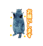 ブリティッシュショートヘア★ちび（個別スタンプ：10）