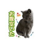 ブリティッシュショートヘア★ちび（個別スタンプ：12）