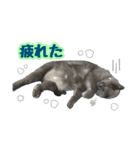 ブリティッシュショートヘア★ちび（個別スタンプ：13）