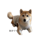 柴犬 ユッズ5（個別スタンプ：1）