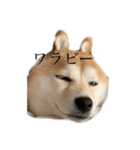 柴犬 ユッズ5（個別スタンプ：2）
