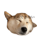 柴犬 ユッズ5（個別スタンプ：3）
