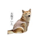 柴犬 ユッズ5（個別スタンプ：4）