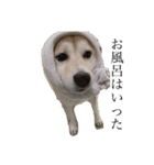 柴犬 ユッズ5（個別スタンプ：6）