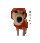 柴犬 ユッズ5（個別スタンプ：7）