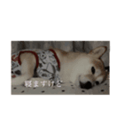 柴犬 ユッズ5（個別スタンプ：8）
