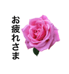 yasuおばさんの薔薇言葉 R1（個別スタンプ：10）
