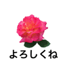 yasuおばさんの薔薇言葉 R1（個別スタンプ：15）