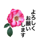 yasuおばさんの薔薇言葉 R1（個別スタンプ：16）