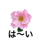 yasuおばさんの薔薇言葉 R1（個別スタンプ：18）