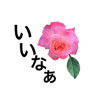 yasuおばさんの薔薇言葉 R1（個別スタンプ：20）