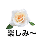 yasuおばさんの薔薇言葉 R1（個別スタンプ：22）