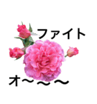 yasuおばさんの薔薇言葉 R1（個別スタンプ：34）