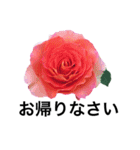 yasuおばさんの薔薇言葉 R1（個別スタンプ：38）